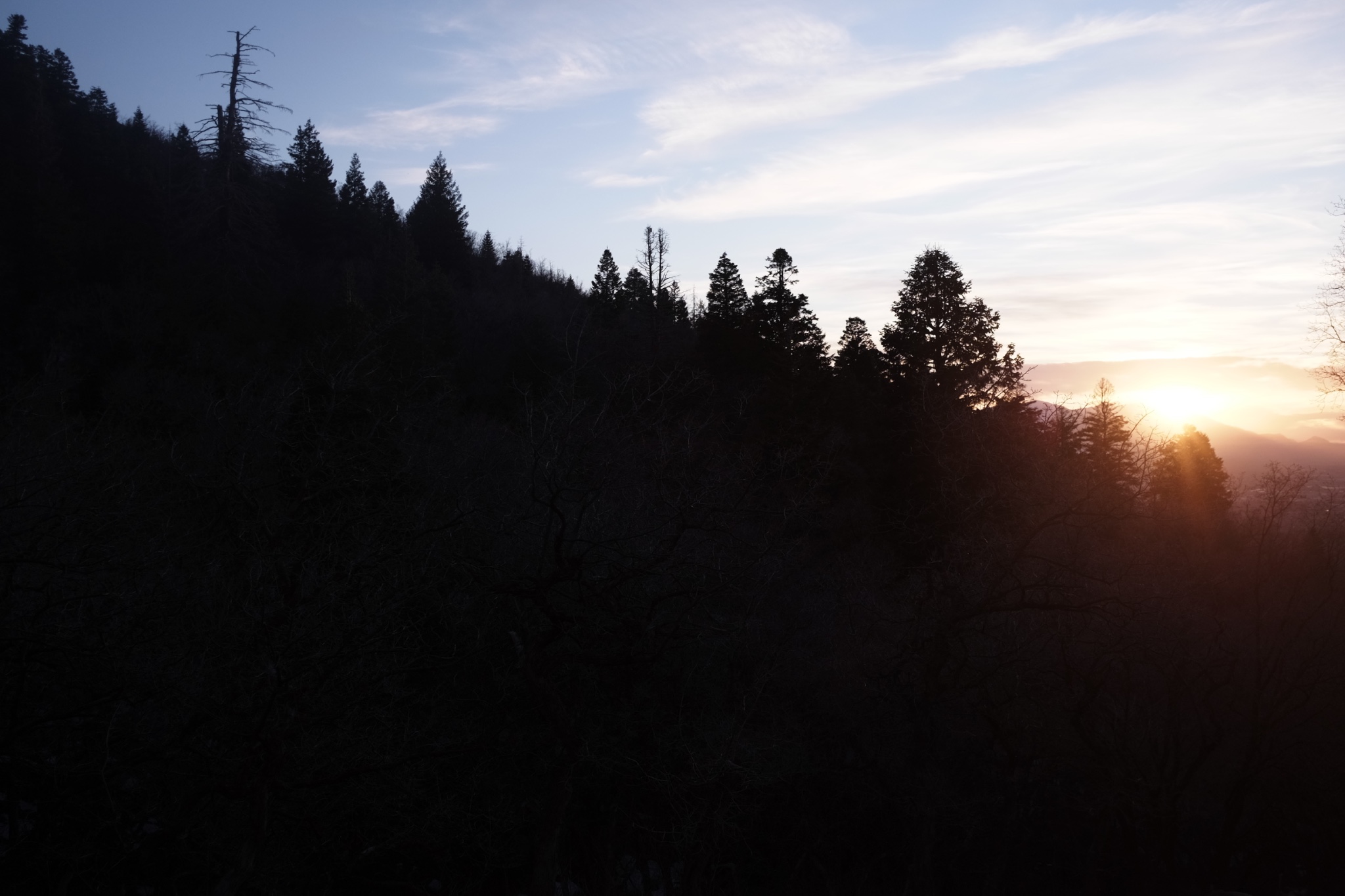 Sun sets west of Utah's Wasatch Mountains through the pine trees.